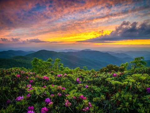 7 Great Places to View Wildflowers in Asheville